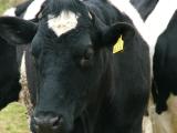 Cow.JPG