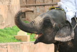 Elephant at Amber Fort Jaipur.JPG