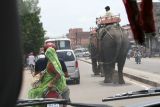 Elephant Rush Hour Jaipur.JPG