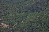 Spot the two Mi-35Ps over the forest below