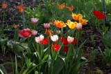 DSC01164_Tulips.JPG