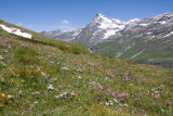 Edelweiss - Leontopodium alpinum & Alpenaster - Alpine Aster - Aster alpinus