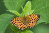 Braamparelmoervlinder - Marbled Fritillary - Brenthis daphne