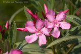 Oleander - Nerium oleander