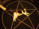 BLISSBLANK.jpg cat in Pentagram 5 sided pointed  star