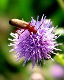 Sucking Juicy Flower