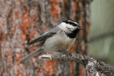 Mountain Chickadee