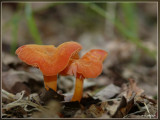 Gewoon vuurzwammetje - Hygrocybe miniata