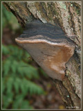 Echte vuurzwam - Phellinus igniarius