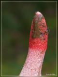 Roze stinkzwam - Mutinus ravenelii