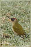 Groene specht - Picus viridis