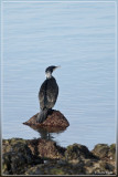 Aalscholver - Phalacrocorax carbo