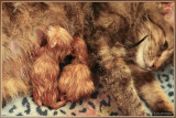 just born .... 4 kittens