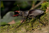 Vliegend hert - Lucanus cervus