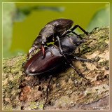 Paring Vliegend hert - Lucanus cervus