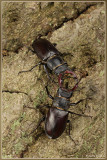 AN094036kopie.jpg