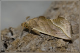 Calyptra thalictri (Vampire Moth)