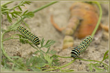 Koninginnepagerups - Papilio machaon