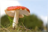 Vliegenzwam - Amanita muscaria