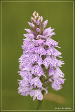 Bosorchis  - Dactylorhiza fuchsii