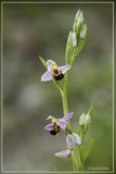 Bijenorchis - Ophrys apifera