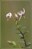 Kleine veenbes - Vaccinium oxycoccos
