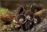 Gestreept nestzwammetje - Cyathus striatus