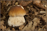 Gewoon eekhoorntjesbrood - Boletus edulis