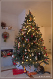 onze kerstboom