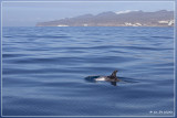 grijze dolfijn voor de kust van Puerto Rico