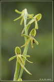 Habenaria tridactylites