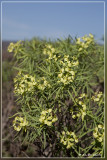 Euphorbia regis-jubae ?