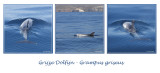 Grijze dolfijn - Grampus griseus