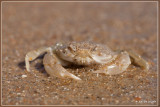 krab