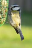 pimpelmees (parus caeruleus)