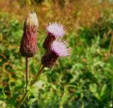 akkerdistel - Cirsium arvense