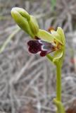 Ophrys fusca ssp. omegaifera