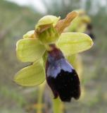 Ophrys iricolor, fusca groep