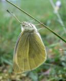 Pieris rapae