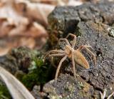 Pisaura mirabilis