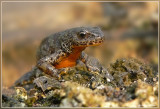 alpenwatersalamander