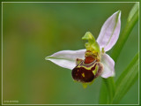 Bijenorchis - Ophrys apifera