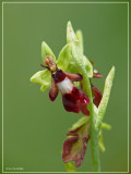 Vliegenorchis - Ophrys insectifera 