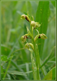 groene nachtorchis - Coeloglossum viride