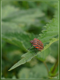 Pyjamawants - Graphosoma lineatum