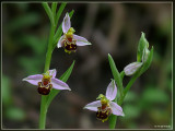 Bijenorchis - Ophrys apifera