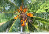 020  Orange Coconuts.jpg