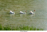 177  Three Swans.jpg