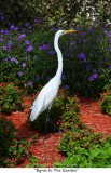 113  Egret In The Garden.jpg