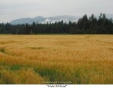 059  Field Of Gold.JPG